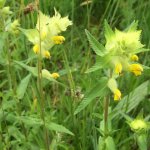 Wildbienengarten